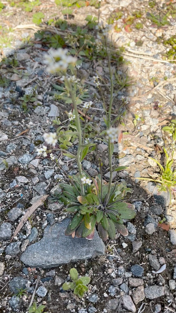 f00b174dca63752fafb29d18a78619d5