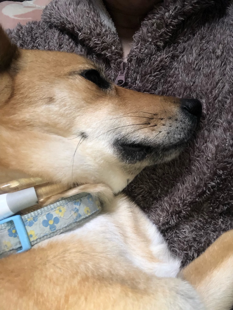 efae5851c505bb1ff21df6bac802fc6b